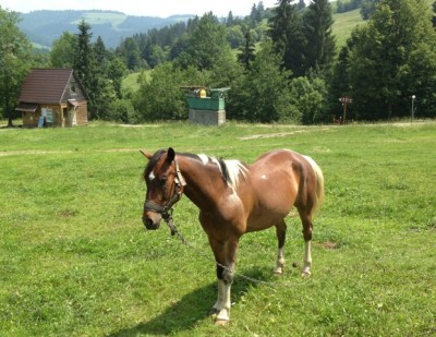 Фото 21.06.13, 12 25 10.jpg (174.58 Кіб) Переглянуто 5398 разів Кардинал